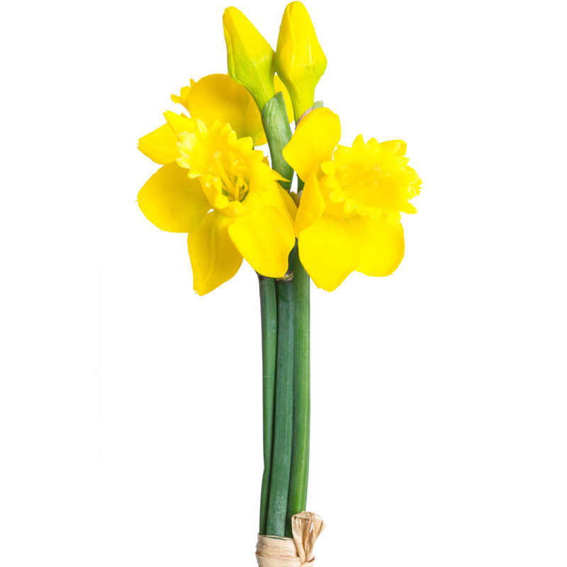 The Seasonal Aisle Artificial Daffodil Stem Wayfair.co.uk